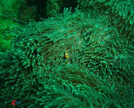 Underwater Salvaging Operations Image